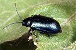 Flea Leaf-Beetle